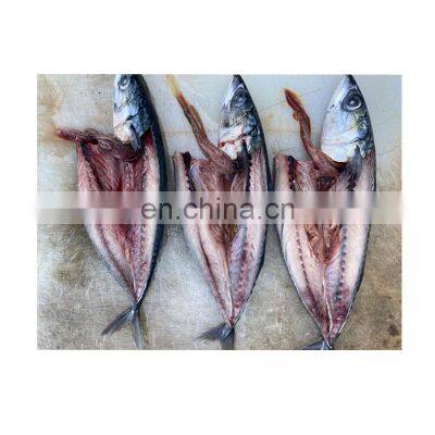 Seafrozen Pacific Mackerel fish whole round BQF 200-400g 400-600g for market