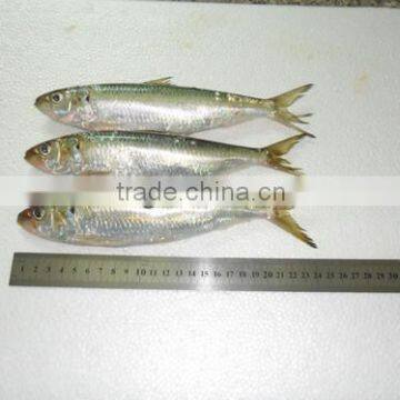 Frozen Sardine from Chinese Manufacture