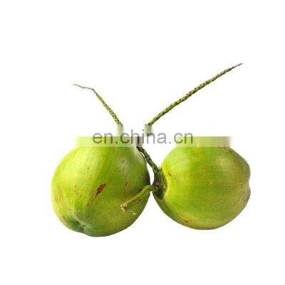 GYC 360~600pcs/h Automatic Tender Young Green Coconut Peeling Peeler Machine photo-2