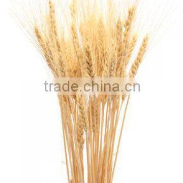 Best Grade A fresh wheat grain