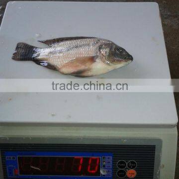 Tilapia Bream 50-100G photo-2
