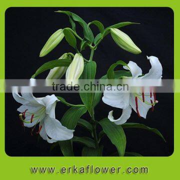 Various hot sale 2015 9 branches of Lilies bouquet