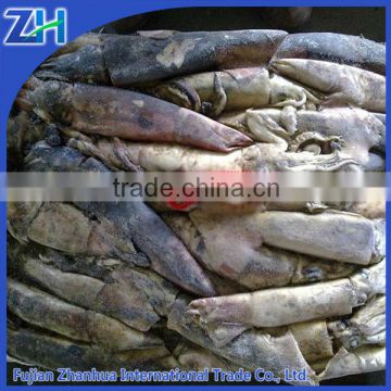 North pacific squid bait whole round squid fish