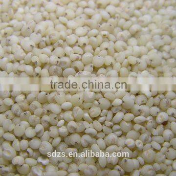 white sorghum seeds for animal feed