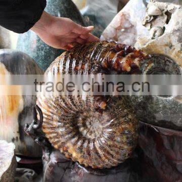 Wholesale 50cm Quartz Crystal The ammonite Fossils