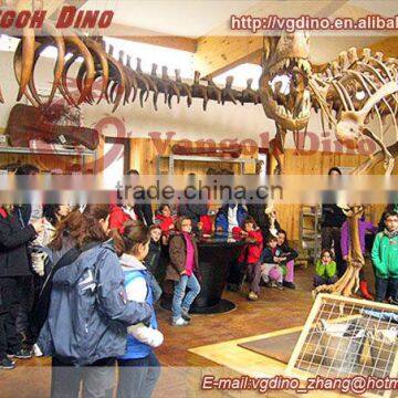 Educational dinosaur skeleton for school , university , museum ,outdoor exhibition