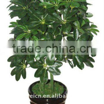 artificial Schefflera octophylla harms