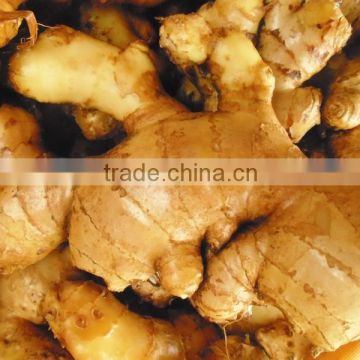 Fresh Ginger viet nam, best price