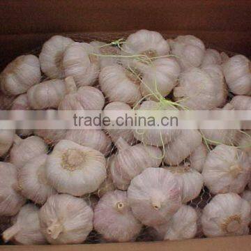 Fresh Jinxiang Garlic photo-6