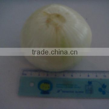 2015 peeled onion in fresh with cheap price and good for health