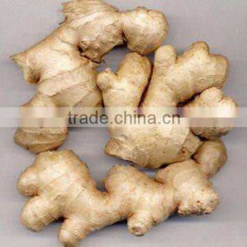 Competitive Price Wholesale New Young Ginger