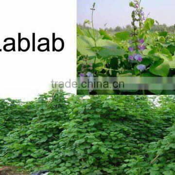 Export-oriented Forage Lablab Bean Seed Supplier