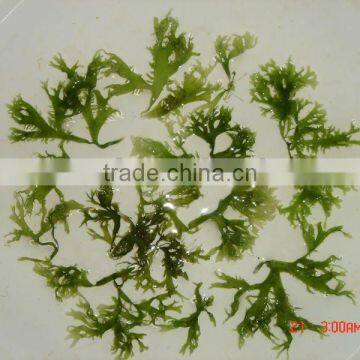 Dried Green Tosaka