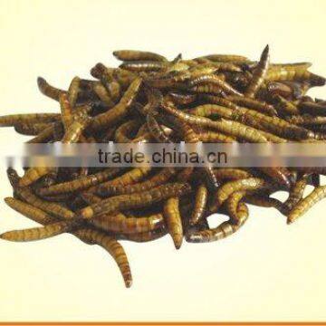 bird food