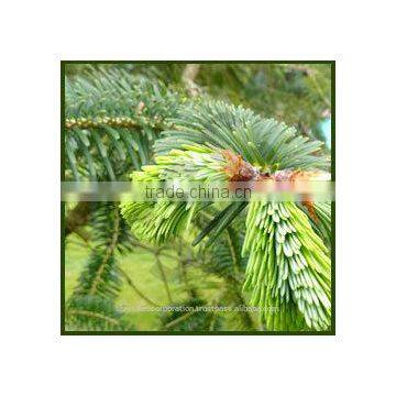 Abies Webbiana-Spectabilis