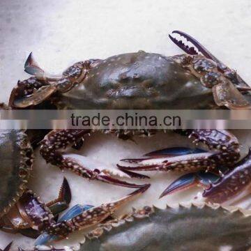 frozen yellow sea blue swimming crabs inexpensive seafood