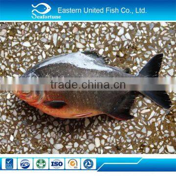 alibaba gold supplier new arrival chinese pacu price