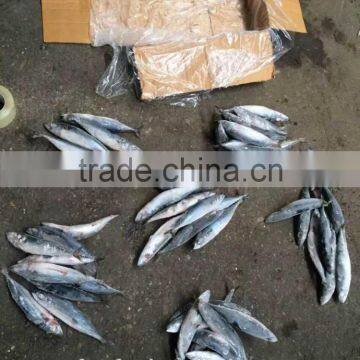 company export fish mackererl