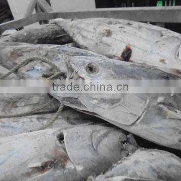 2016 Super Frozen Fish Skipjack Tuna 1.8kg up photo-2