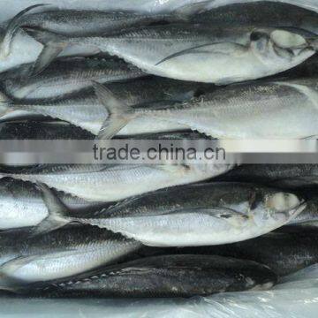 Horse Mackerel fish/ frozen fish