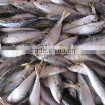 (100-200g) frozen horse mackerel