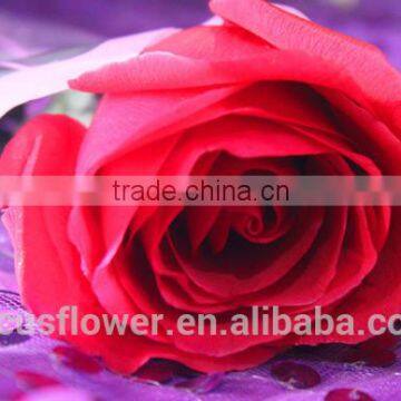 rose Type roses flowers cut price as a gift from kunming