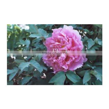 Tree Peony Plant Root Rou Fu Rong