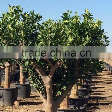 Lemon Tree - Citrus Limon