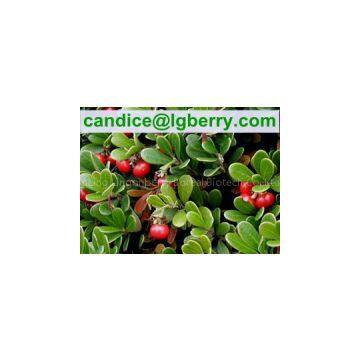 Alpha Arbutin, Beta Arbutin/100% Natural Arbutin