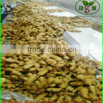Chinese Fresh Tomatoes, Good Faith the Seller! photo-3