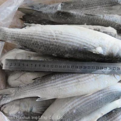 frozen grey mullet