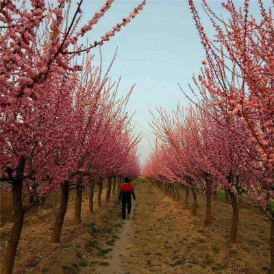 Price List of Red Plum Trees in Hunan Market, Base photo-3
