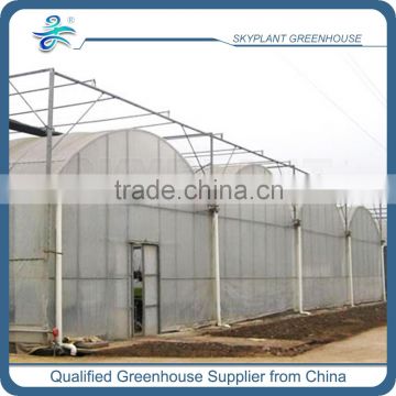 Multi-Span Plastic Film Greenhouse