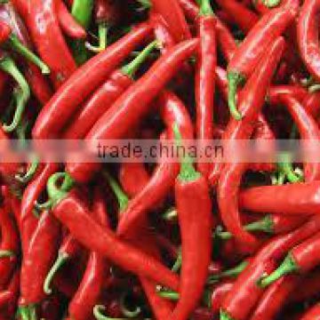 Fresh Red Chilli