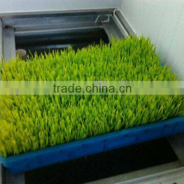 Automatic and Economy Sprouting Machine
