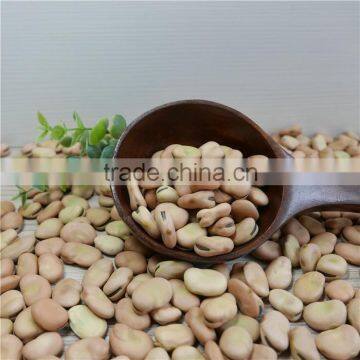 High quality dried broad beans for canned beans with different size