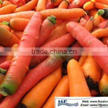 Fresh Carrot China Fresh Carrot