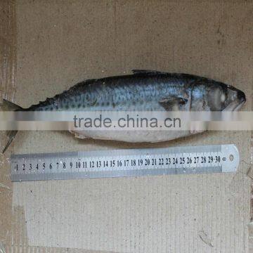 2015 New arrival frozen mackerel fish 300-500g on sale on sale