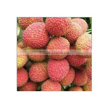 Fresh Litchi Lan Zhu Variety