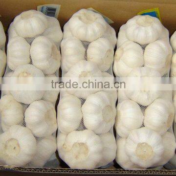 CHINESE GARLIC normal size