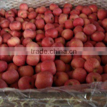 Royal Fresh Fuji Apples