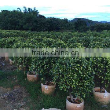 Ornamental Golden Ficus Microcarpa