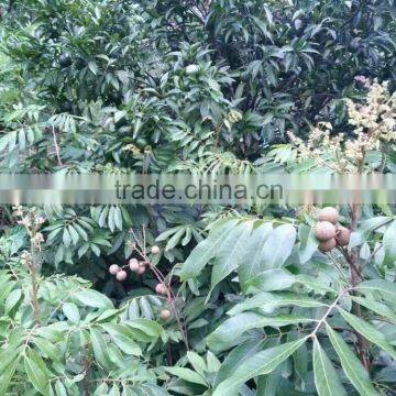 Dimocarpus Longan Lour Seedling photo-2