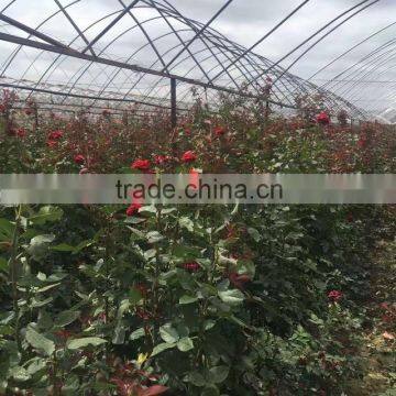 2 -5 Years and 30-120cm Rosa Rugosa Seedlings For Beautiful Roses photo-4