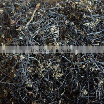 Wild Bracken photo-4