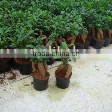 Ficus Microcarpa/Ficus Bonsai/Ficus Tree