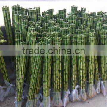 staight Lucky bamboo