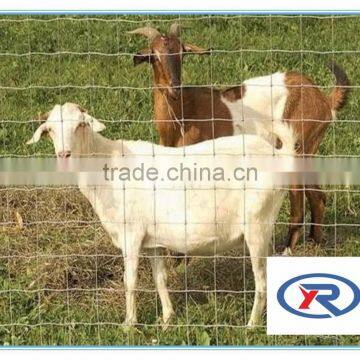 China Supplier Low Cost Hot Dipped 1/2 Inch Galvanized Welded Wire Mesh/welded Wire Mesh for Breeding Animals photo-3