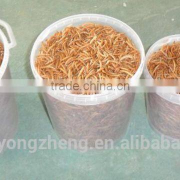 Frozen Food From Chinese Mill 28mm Dried Mealworms For Bird Food photo-4
