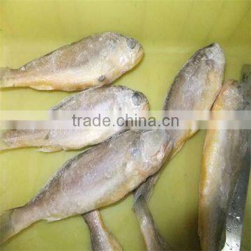 seafood yellow fish wholesale